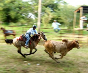 World Meeting Dairy Farm Source  arauquita arauca gov co